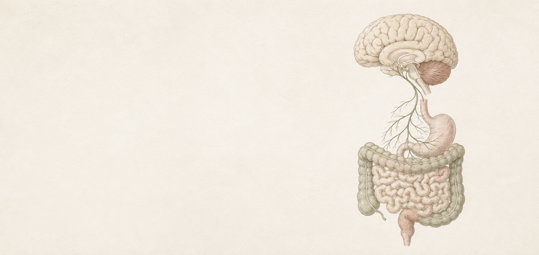 Gut & Anxiety: How the Microbiome Shapes Stress and Calm